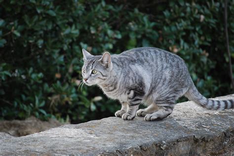 Grey Cat Breeds With Yellow Eyes Pets Lovers