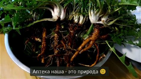 Корни одуванчика. Почему нужно их собирать. - YouTube