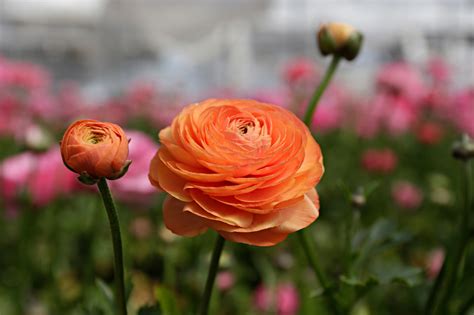 Why Ranunculus Grow Best In Pots Horticulture Magazine