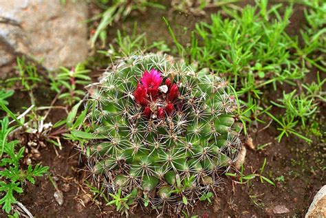 Mammillaria Wiesingeri Subsp Apamensis Succulents Plants Garden