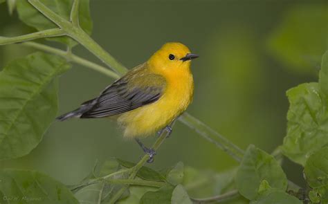 Prothonotary warbler - song / call / voice / sound.