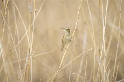 Sedge Warbler Acrocephalus Schoenobaenus Bird Singing Stock Image