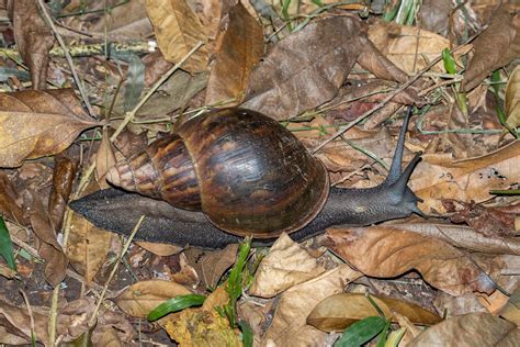 Achatina Achatina Giant Tiger Land Snail Flickr