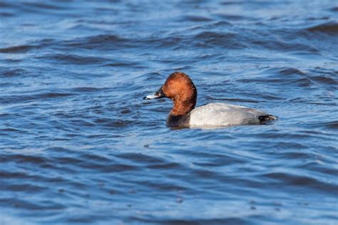 Macho De Pochard N Nadando En El Lago Aythya Ferina Foto Premium