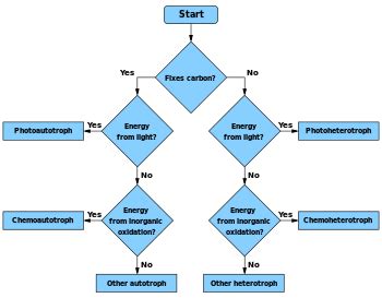 Microbial metabolism - Wikipedia