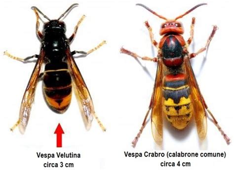 Vespa Velutina Il Favo