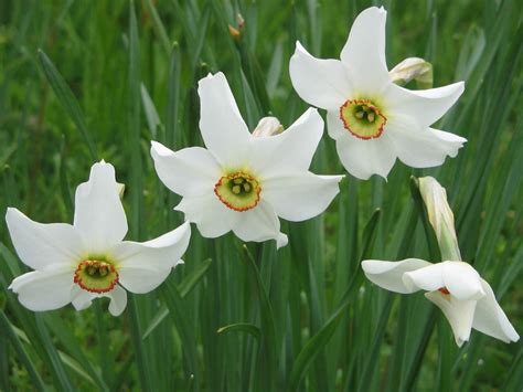 Narcissus Poeticus Poets Narcissus World Of Flowering Plants