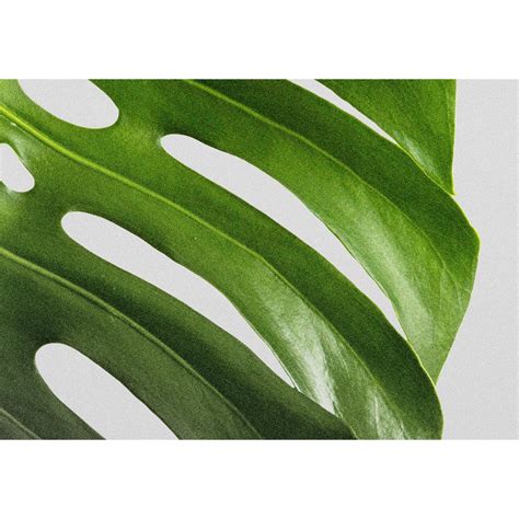 Cuadro Leaf Of Monstera Part Vertical Bosques Y Rboles