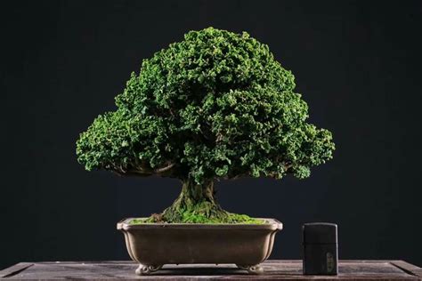 Pin By Bagus Wijaya On Sp2 Bonsai Art Bonsai Herbs