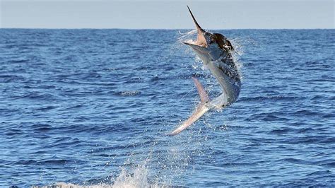 Galápagos Fishing With Galeodan