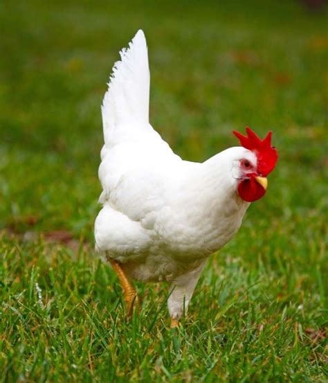 Leghorn Chicken Breed Guide Variety Size Eggs Facts Pictures