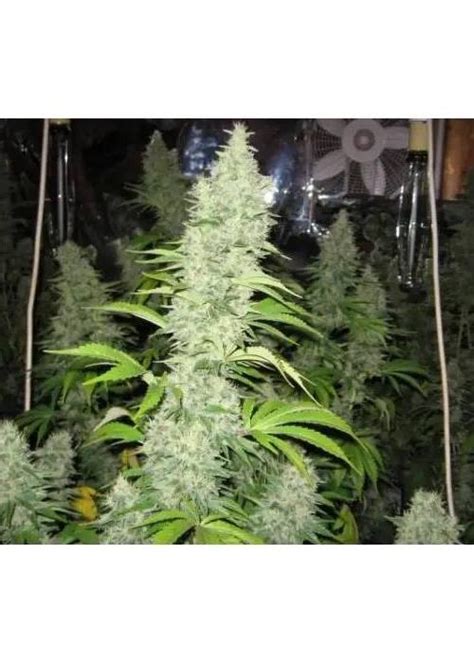 Super Silver Haze Strain Info Super Silver Haze Weed By Eurogrow