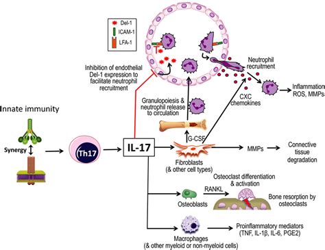 Proinflammatory Functions Of Interleukin17 With Potential For