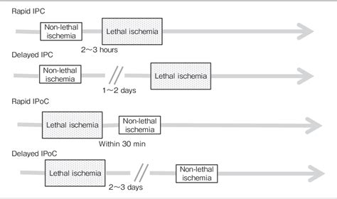 Figure From Ischemic Tolerance Of The Spinal Cord Semantic Scholar