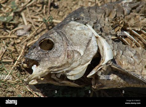 Dried Carcass Of Dead Fish On Dried Bed Of Wetland During Severe