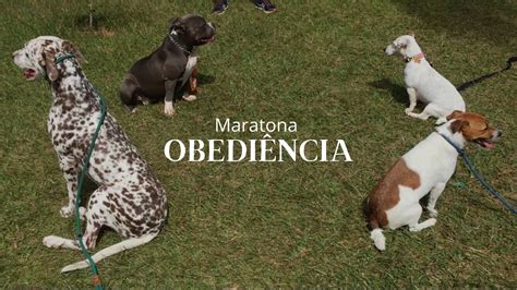 Maratona De Obedi Ncia Youtube