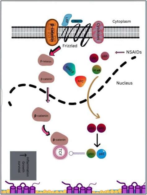 An Overview Of Downstream Targets In Colorectal Cancer And Nf κb And Download Scientific Diagram