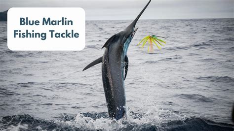 Blue Marlin- A Guide For The Average Person