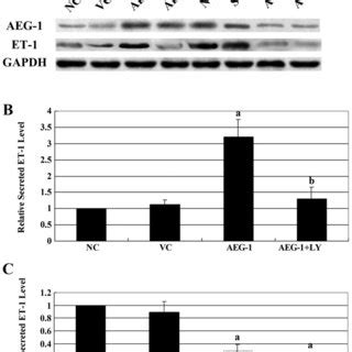 Western Blot Analysis Of Astrocyte Elevated Gene 1 AEG 1 And