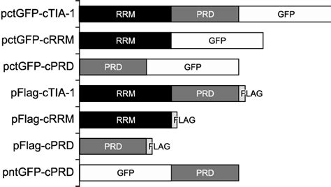 Schematic Representation Of 7 Expression Plasmids Pctgfp Ctia 1