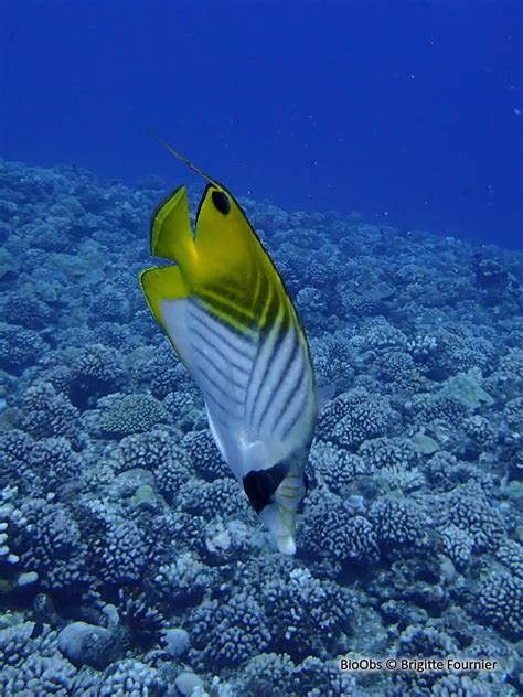 Poisson Papillon Cocher Chaetodon Auriga BioObs