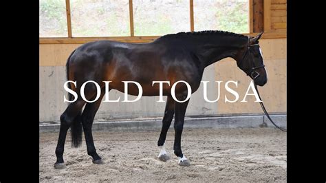 Sold To Usa Gelding Nixon Vant Meulenhof Codex Carthago