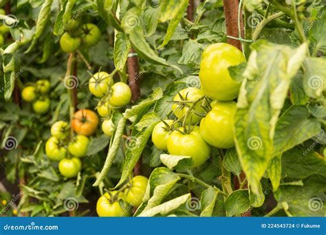 Tomates Verdes Sin Madurar De Efecto Invernadero Verduras Frescas Foto