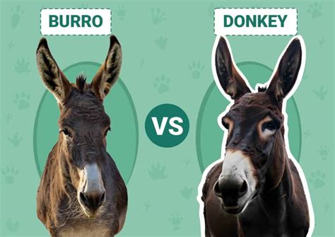 Burro vs Donkey: The Differences Explained (With Pictures) | Animal World