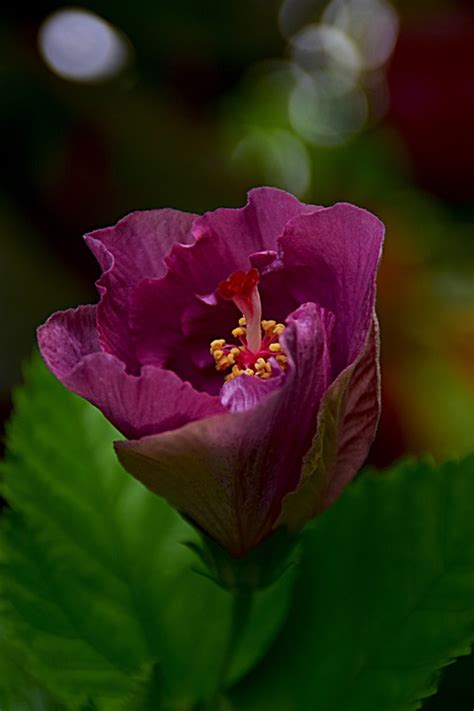 Hibiscus Purple Flower Bud - Free photo on Pixabay