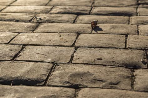 Gestempelde Betonbedekking Buitenkant Steenstenen Vloerbedekking