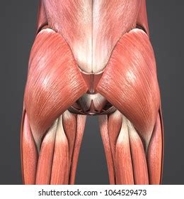 Hip Muscles Anatomy Posterior View D Stock Illustration