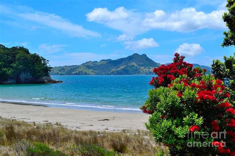 Coromandel-Cooks Beach Photograph by Paul Kelly - Fine Art America