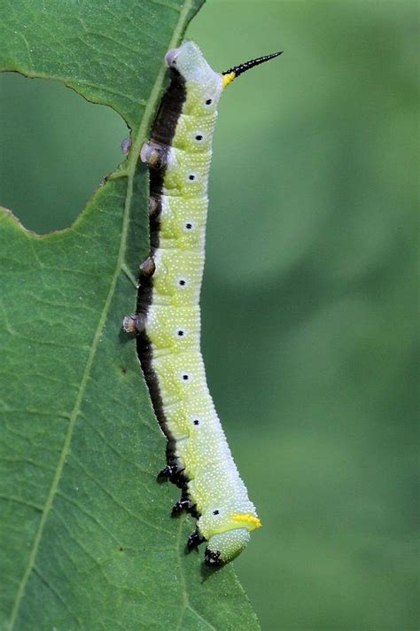 Snowberry Clearwing Moth Caterpillar Photograph By Doris Potter Pixels