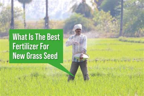 What Is The Best Fertilizer For New Grass Seed Expert Guide And Tips