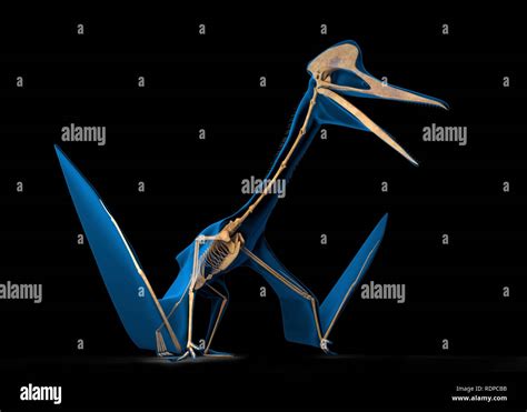 Quetzalcoatlus Hi Res Stock Photography And Images Alamy