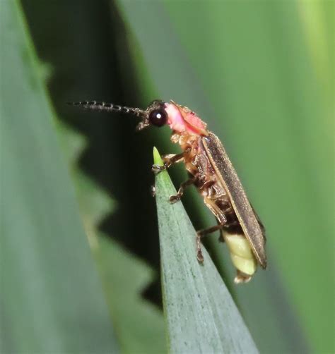 Pinnacle A Big Dipper Firefly Photinus Pyralis Sits Atop Flickr