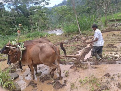 Petani Membajak Sawah Dengan Sapi Desa Andung Biru Profil Desa Andung