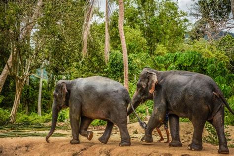 Samui Elephant Jungle Sanctuary Trip From Koh Samui Civitatis