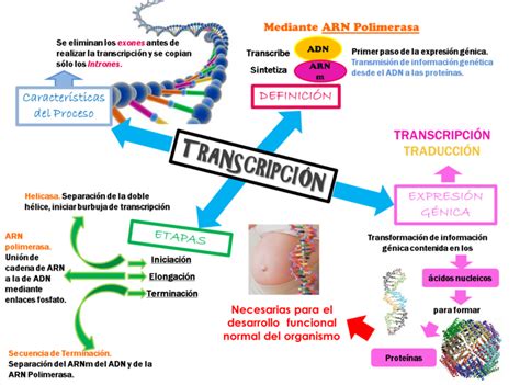 Tema 7 Genética Molecular