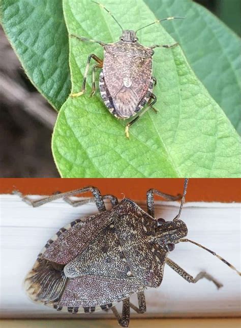 Best Way To Get Rid Of Stink Bugs From Your Home And Garden