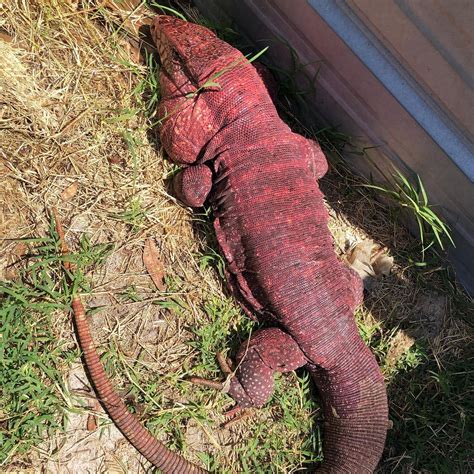 Red Tegu Lizard Pet Ppgbbe Intranet Biologia Ufrj Br