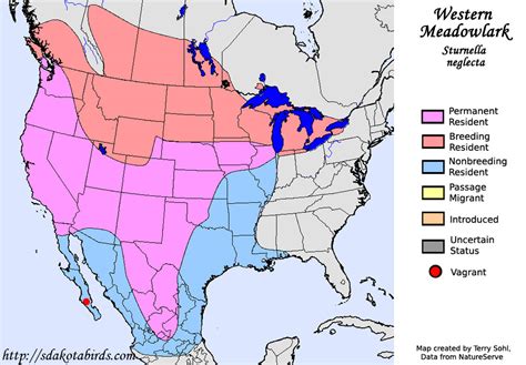 Western Meadowlark Species Range Map