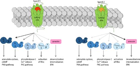 Biased Signaling Biased Agonism Is The Ligand Dependent Selective