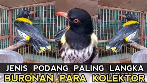 Paling Langka Kepodang Dari Hutan Buruan Kolektor Kios Burung Murah