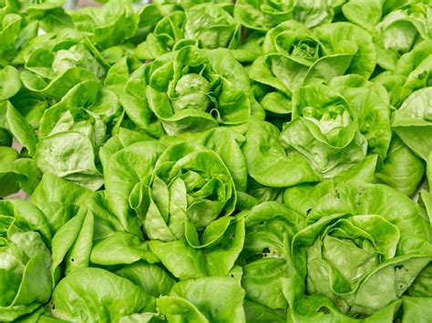 What Is Lettuce Downy Mildew Tips On Treating Downy Mildew In Lettuce