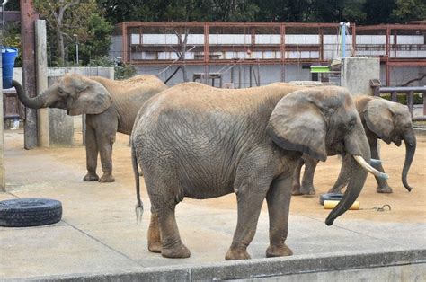 とべ動物園だより：アフリカゾウ 母と姉妹、楽しい「家族模様」 ／愛媛 毎日新聞