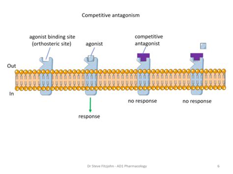 Drug Receptor Interactions 2 Flashcards Quizlet