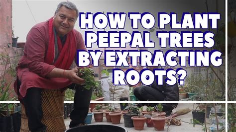 How To Plant Peepal Trees By Extracing Roots पीपल की पौध से पेड़ कैसे