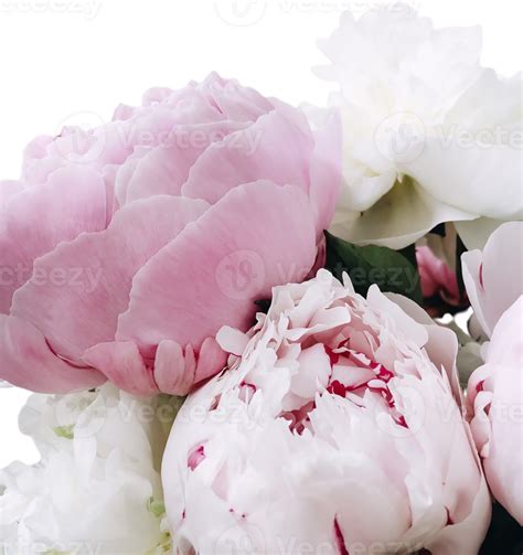 Peony Flower Transparent Background 46437668 Png