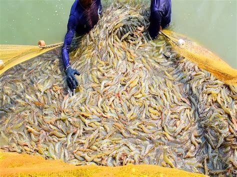 Prawn Cultivation জেনে নিন চিংড়ি মাছ চাষের দুর্দান্ত সহজ পদ্ধতি